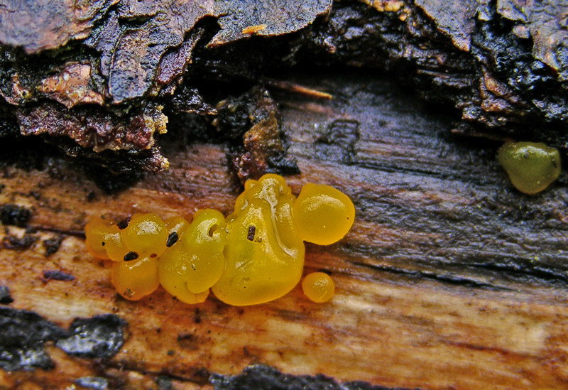 Avete voglia di funghi di oggi....guardate questo post.